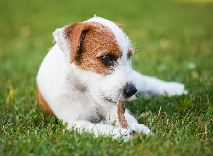 Coconut Oil for Dogs