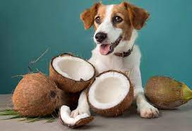 Coconut Oil for Dogs