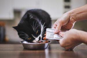 Is Coconut Oil Safe for Cats? What Every Pet Owner Should Know